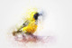 Bird Animal  (PRT_7809_67206) - Canvas Art Print - 30in X 20in