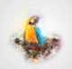 Bird Parrot  (PRT_7809_67367) - Canvas Art Print - 26in X 24in