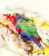 Bird Parrot  (PRT_7809_67363) - Canvas Art Print - 24in X 27in