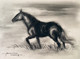 Black Horse (ART_3512_67330) - Handpainted Art Painting - 16 in X 11in