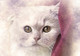 Cat Pet (PRT_7809_67875) - Canvas Art Print - 24in X 16in