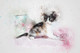 Cat Kitty  (PRT_7809_67785) - Canvas Art Print - 24in X 16in