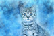 Cat Kitty  (PRT_7809_67753) - Canvas Art Print - 24in X 16in