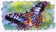 Butterfly Tropical  (PRT_7809_67673) - Canvas Art Print - 26in X 15in
