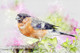 Bullfinch Pyrrhula Bird (PRT_7809_67652) - Canvas Art Print - 28in X 18in