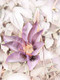 Clematis_Pastel_Climber (PRT_7809_68031) - Canvas Art Print - 20in X 26in