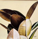 Rubber Leaves- Aesthetic Tropical Leaf (ART_7504_68186) - Handpainted Art Painting - 12in X 12in