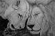 Love In The Jungle (ART_8067_68535) - Handpainted Art Painting - 11in X 8in