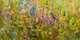 Kingfishers (PRT_5785_66796) - Canvas Art Print - 40in X 20in
