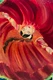 Indian fire  (ART_8737_69265) - Handpainted Art Painting - 20in X 30in