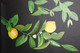 Yellow Lime (ART_8626_69557) - Handpainted Art Painting - 16in X 22in