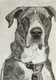 Dog Sketch (ART_8067_69918) - Handpainted Art Painting - 8in X 11in