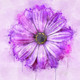 Flower Purple (PRT_7809_70193) - Canvas Art Print - 24in X 24in