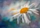 Flower White (PRT_7809_70237) - Canvas Art Print - 26in X 17in