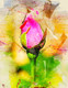 Flower Rose (PRT_7809_70232) - Canvas Art Print - 20in X 25in