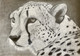 Cheetah (ART_8067_70142) - Handpainted Art Painting - 11in X 8in