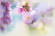 Flowers Pink  (PRT_7809_70406) - Canvas Art Print - 26in X 17in