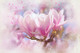 Flowers Magnolia (PRT_7809_70402) - Canvas Art Print - 24in X 16in