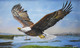 THE EAGLE - Soar (ART_479_66984) - Handpainted Art Painting - 38in X 22in