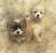 Dogs Pet Cute  (PRT_7809_73006) - Canvas Art Print - 24in X 21in