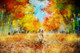 Dog Tree  (PRT_7809_73004) - Canvas Art Print - 26in X 17in