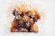 Akbash dogs  (PRT_7809_72945) - Canvas Art Print - 26in X 17in