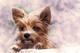 Affenpinscher Dogs (PRT_7809_72944) - Canvas Art Print - 24in X 16in