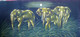 elephant, wild life, many elephants, family of elephants, jungle