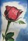Rose (ART_8950_73217) - Handpainted Art Painting - 11in X 8in