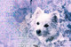 Dog 12  (PRT_7809_73159) - Canvas Art Print - 26in X 17in