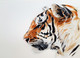 Tiger The Animal (PRT_7809_73387) - Canvas Art Print - 26in X 17in