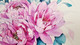 Flowers Peonies Pink (PRT_7809_73373) - Canvas Art Print - 26in X 17in