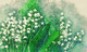 Flower Flora (PRT_7809_73371) - Canvas Art Print - 26in X 17in
