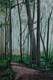 Forest Walkway (PRT_5839_73450) - Canvas Art Print - 16in X 24in