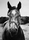 Tranquil Horse  (ART_8925_73304) - Handpainted Art Painting - 22in X 30in