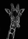 The Long Nape.  (ART_8925_73303) - Handpainted Art Painting - 22in X 30in