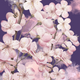 Cherry Blossoms  (PRT_8429_73328) - Canvas Art Print - 24in X 24in