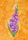 G for Gladiolus (PRT_8121_67620) - Canvas Art Print - 24in X 16in