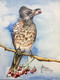 Red Vented Bulbul (ART_8983_73899) - Handpainted Art Painting - 5in X 7in