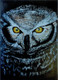 Acrylic Owl: A Handmade Delight on Canvas painting (ART_8992_74147) - Handpainted Art Painting - 8in X 12in