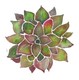 Succulent - perfect one (PRT_7989_74594) - Canvas Art Print - 8in X 11in