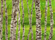 Birch Forest In Summer (PRT_8121_74800) - Canvas Art Print - 24in X 16in