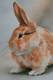 Bunny (PRT_8991_74934) - Canvas Art Print - 11in X 16in