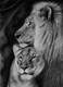Pride of  the Jungle (ART_8925_74625) - Handpainted Art Painting - 22in X 30in