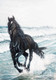 Horse,Spped,Race,Black Horse,Horse at Beach