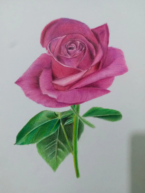 Buy Pink Rose - Realism, Floral Art Painting Online | Fizdi