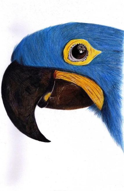 Buy Blue Parrot - Realistic, Vibrant, Detailed Painting Online | Fizdi