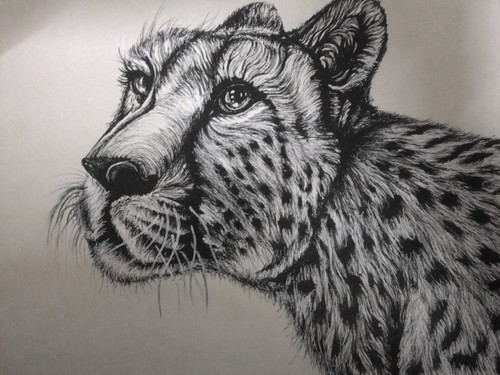 Cheetah Acinonyx Jubatus Realistic Drawing Illustration Stock Illustration  2047443332 | Shutterstock