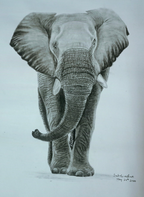 African Elephant Drawing by Patsy Gamble | Saatchi Art