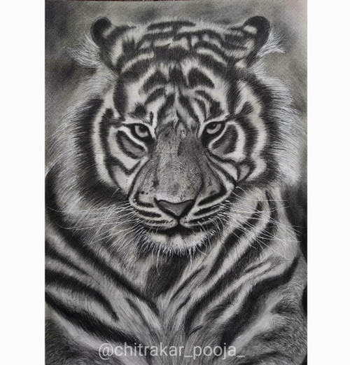 White Tiger Pencil Drawing by AlpoArts on DeviantArt